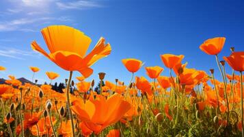 AI generated Serene landscape adorned with blooming poppies photo