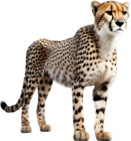 AI generated Close-up painting of a cheetah. png