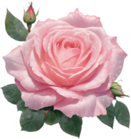 AI generated Colorful rose with leaves clipart. png