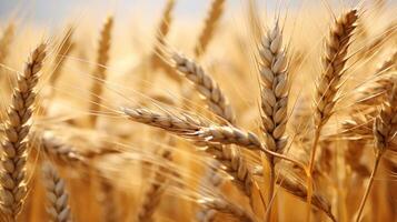 AI generated Golden wheat field ripe for harvest photo