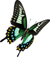 AI generated Colorful and elegant butterfly image. png