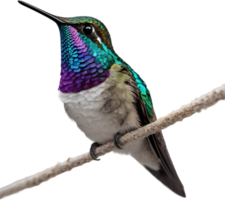 AI generated Close-up image of Bee hummingbird. png