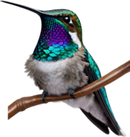 AI generated Close-up image of Bee hummingbird. png