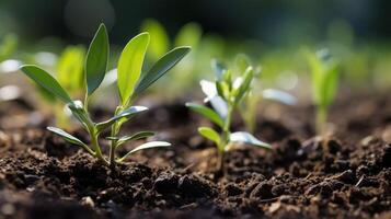 AI generated Olive tree seedlings featuring distinctive silver green leaves photo