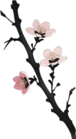 ai generiert Kirsche blühen Blume Zweig, Zeichnung von ein Kirsche blühen Blume Ast mit das japanisch Pinselstrich Technik. png