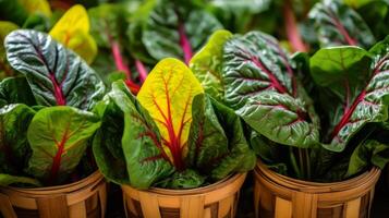 AI generated Baskets filled with vibrant multi colored chard leaves photo