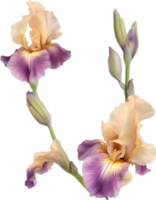 ai gegenereerd kleurrijk schilderij van iris bloemen kader. png