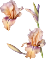 AI generated Colorful painting of Iris floral frame. png