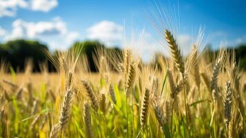 AI generated Barley field basking in the summer sun photo