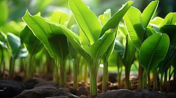 AI generated Banana saplings featuring healthy and substantial green foliage photo