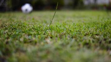 stänga upp svart och vit fotboll fotboll boll studsande och rullande på grön gräs av torva fält kasta video