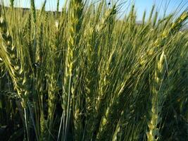 green wheat field and sunny day photo