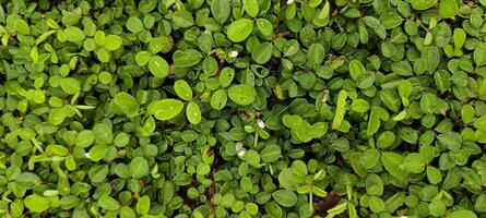 beautiful clover leaves background photo