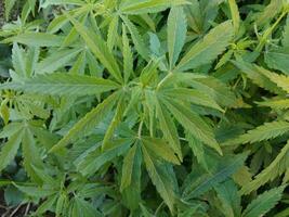 fuera puerta crecer cáñamo. joven canabis planta. medicinal Indica con cdb legal marijuana cultivo en el granja foto