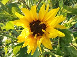 de cerca de un girasol creciente en un campo de girasoles foto