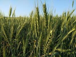 green wheat field and sunny day photo