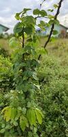 parasite plants infected a trunk of plants photo