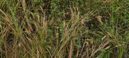 hermosa apilar de malas hierbas en el campo foto