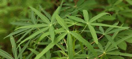 cassava leaves in the garden photo