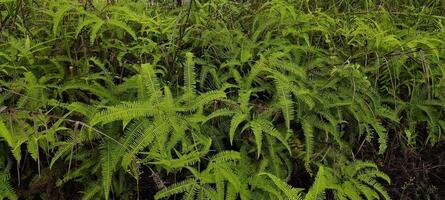 stack of fern in the jungle photo
