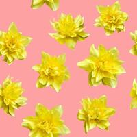 Seamless pattern with flowers of yellow daffodils on pink background. photo