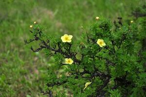 blooming dasiphora. Shrub with a yellow flower. Spring natural background. Kuril tea. Shrub cinquefoil photo