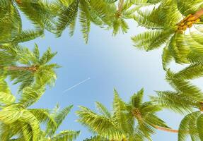 Upward View of Palm Trees and Airplane Trail in Clear Blue Sky photo