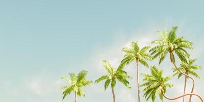 Curved Palm Trees Against Clear Sky Background photo