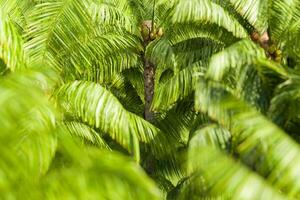 Lush Green Palm Fronds Close-Up photo