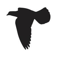 Pigeon silhouette, Vector illustration, white background.