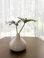 The fresh leaves in the white ceramic pot. photo