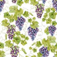 A bunch of red grapes, vines with leaves. Watercolor seamless pattern on a white background. For fabric, packaging paper, scrapbooking, product packaging design vector