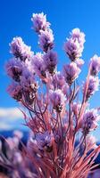 ai generado lavanda púrpura flor natural floral desde tierras de cultivo foto