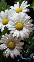 AI generated Daisy flower white petals and yellow pistils blossoming photo