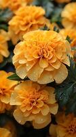 AI generated Marigold flower orange beautiful delicate flower photo