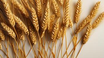 AI generated Wheat plant yellow grain copy space background photo