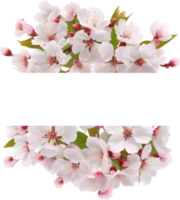 ai genererad vattenfärg målning av körsbär blomma blommig ram. png