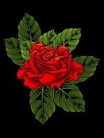 vector illustration red rose