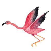 Pink flamingo in flight. Watercolor illustration. Isolated element vector