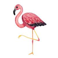 Pink flamingo. Watercolor illustration. Isolated element vector