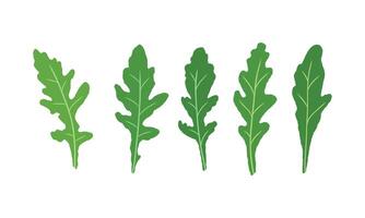 Set of leaves arugula. Vector painted. Illustration superfood on white background. Fresh green leaves in cartoon flat style. For menu, card, pattern, design