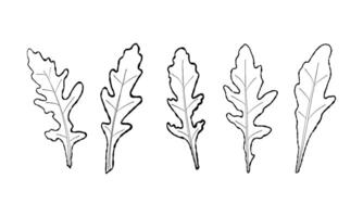 Set of leaves line arugula. Vector painted. Illustration superfood on white background. Sketch leaves in cartoon flat style and black and white outline image.