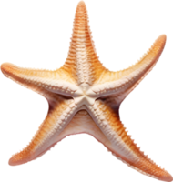 ai generato stella marina, un' acquerello pittura di un' stella marina. png