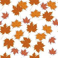 Vector seamless pattern of maple fall leaves