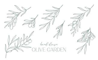 Olive branch on white background vector illustration. Olives Line Drawing. Black and white Olive Branches. Floral Line Art. Fine Line Olives illustration. Hand Drawn Olive. Wedding invitation greenery