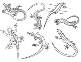 Lizard silhouettes set, reptile large pack vector silhouette design, isolated white background