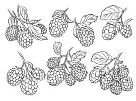 Blackberries outline branches illustration. Vector collection.
