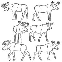 Moose action set. Vector illustration collection