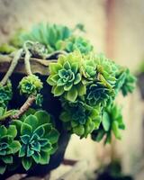 Succulent plant in pot with filter effect retro vintage style. photo