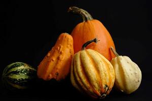 Colorful pumpkins on a black background. Autumn still life. photo